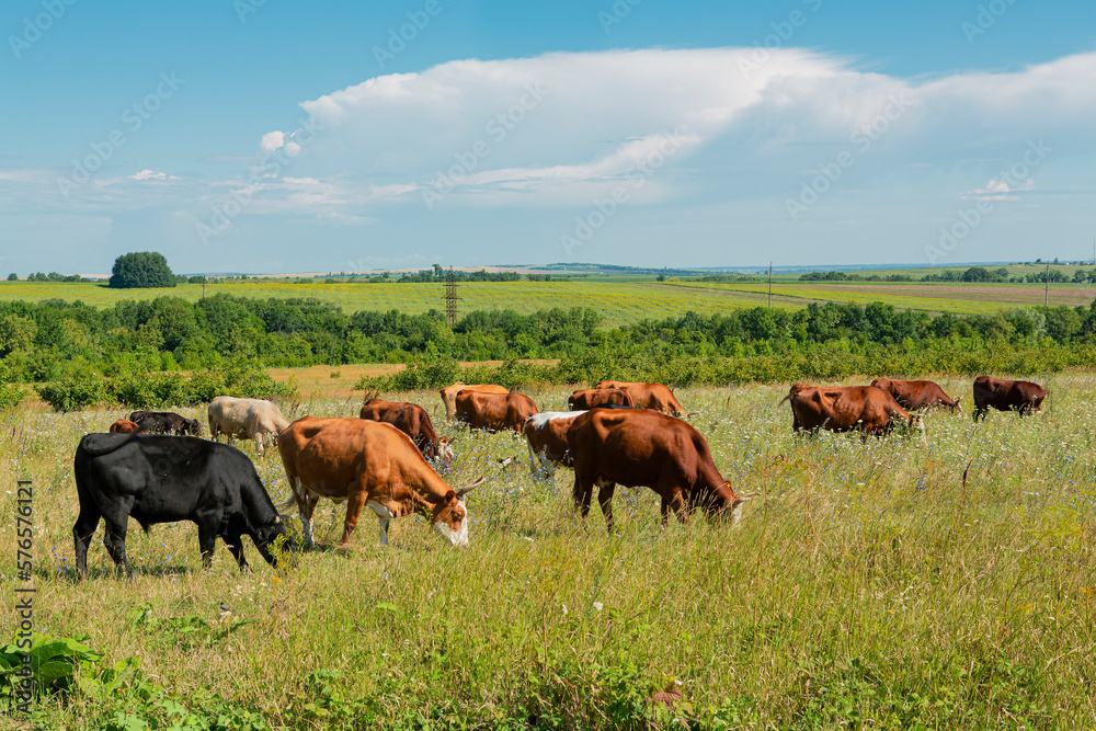 Cows grazing in a field with a blue sky in the background