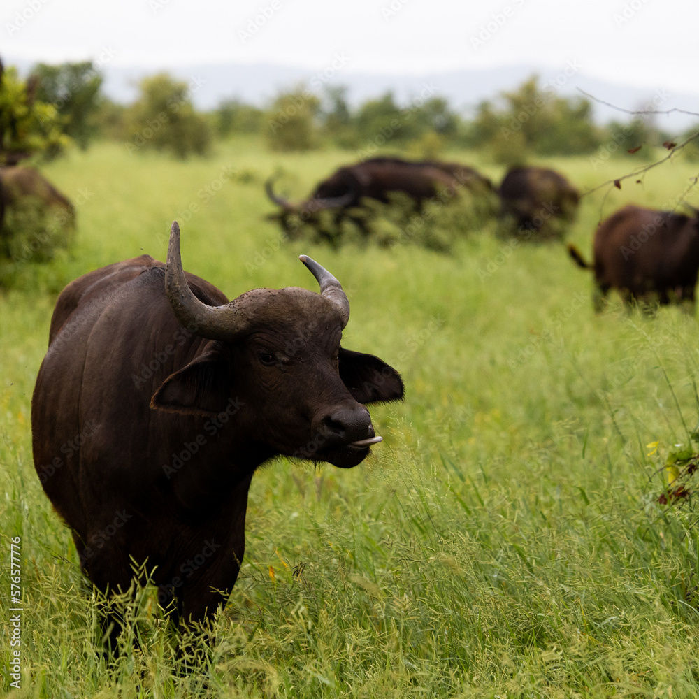 a young african buffalo in green grass a young african buffalo in green grass