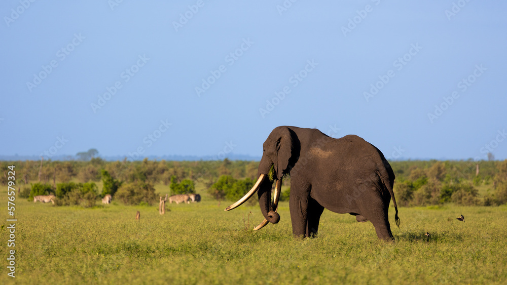 Fototapeta premium African elephant tusker, very long tusks