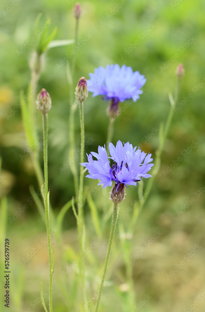 Corn flower Centaurea cyanus closeup on green background Corn flower Centaurea cyanus closeup on green background