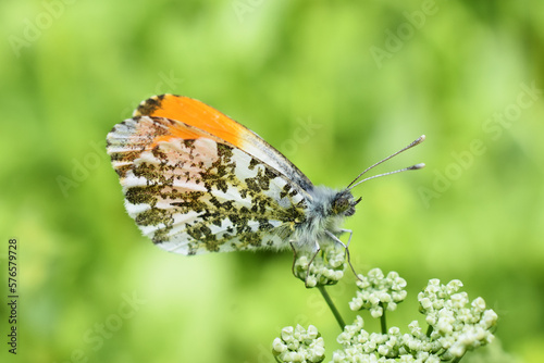 The orange tip butterfly Anthocaris cardamines male on flower photo