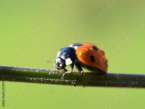 Sevenspotted ladybird coccinella septempunctata on a straw wet after rain photo