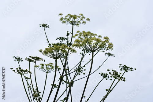 the seed pods of an umbelliferous plant seen against a gray sky photo