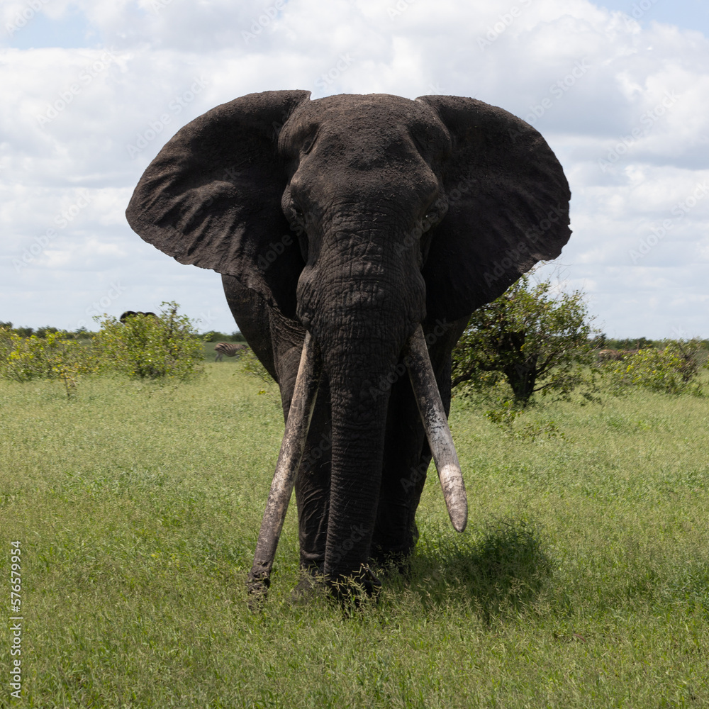 Naklejka premium African elephant tusker, very long tusks