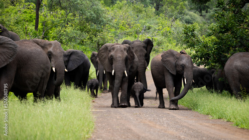 a breeding herd of African elephants with a tiny calf © Jurgens