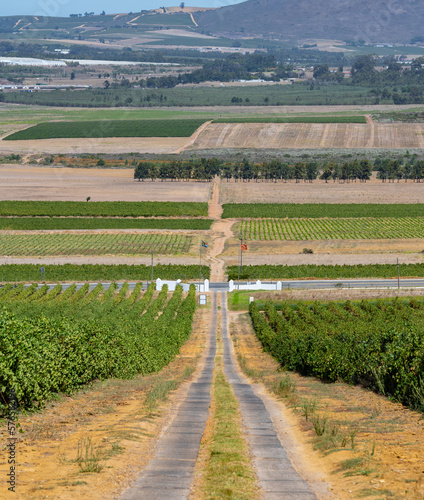 Weinanbaugebiet in der Weinregion und Stadt Stellenbosch photo