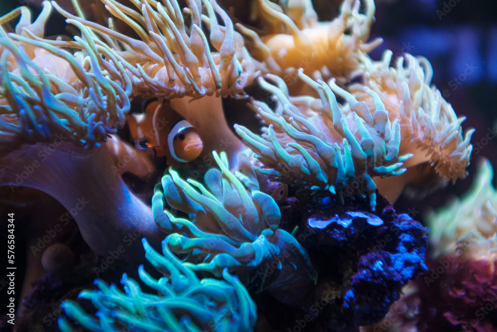 Orange clownfish hiding on an anemone on a tropical underwater close up still - obrazy, fototapety, plakaty 