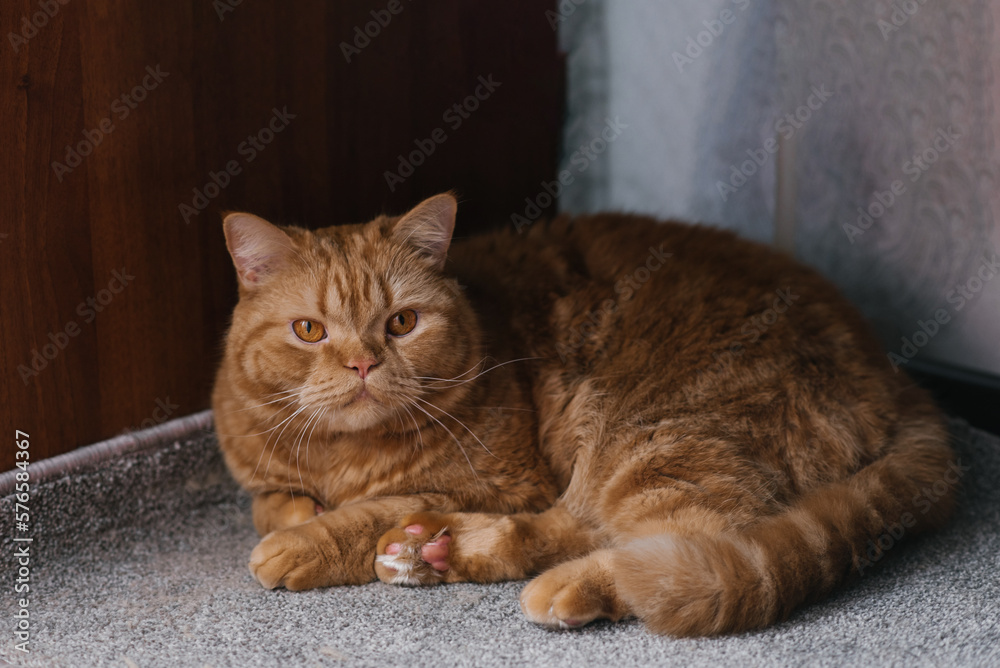 Beautiful red-haired British straight-eared cat lies on the floor of the house