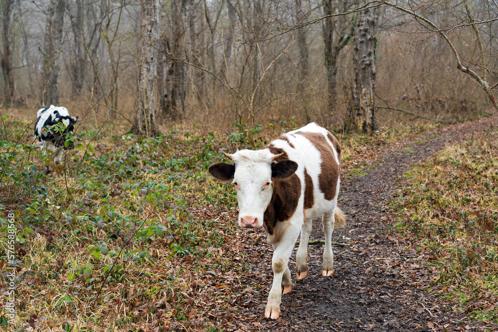 Cow in the forest in early spring