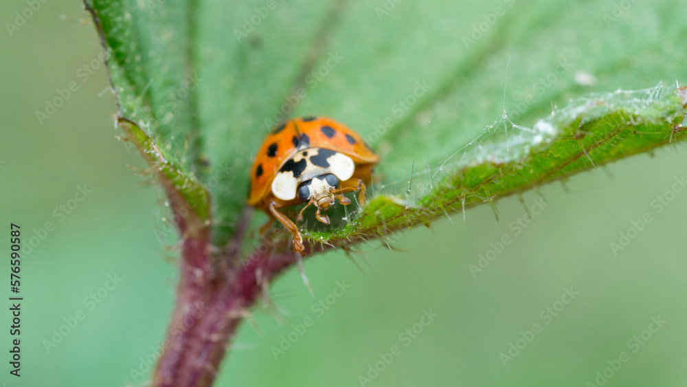 Wide shot of a Asian ladybug on a stinging-nettle on green background (Harmonia axyridis)