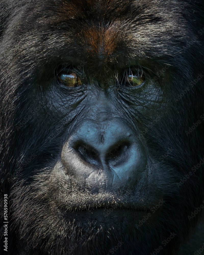 Obraz premium Mountain gorilla&nbsp;(Gorilla&nbsp;beringei beringei) in Virunga National Park, Democratic Republic of Congo. Silverback, the leading male, close up frontal of the face.