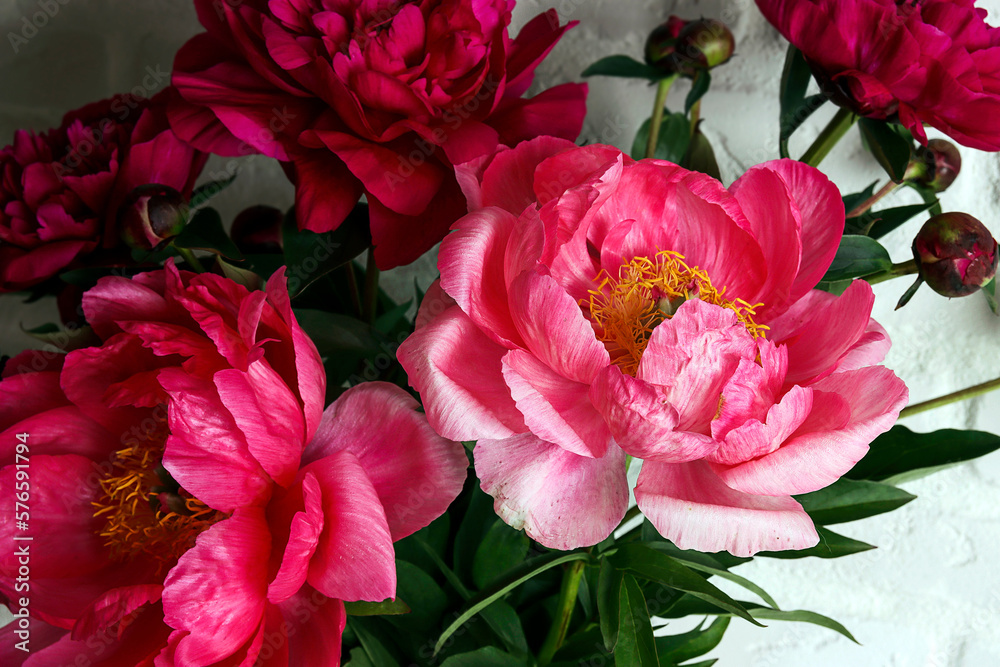 Close-up of pink peonies flowers on a white background with copy space.