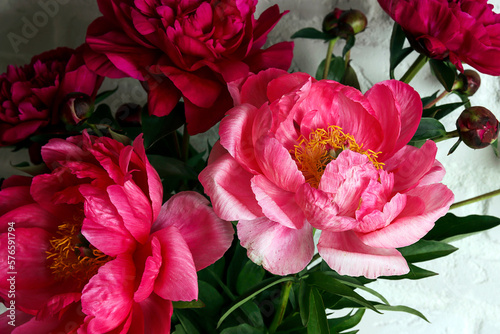 Close-up of pink peonies flowers on a white background with copy space.
