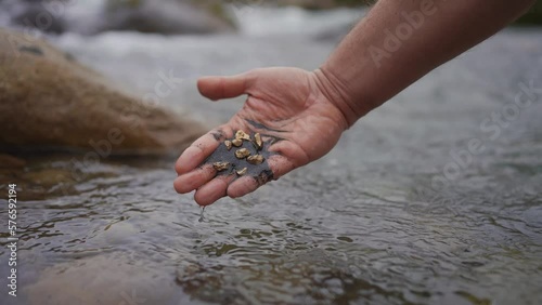 Gold nuggets in hand gold mining old school ,traditional gold rush mining