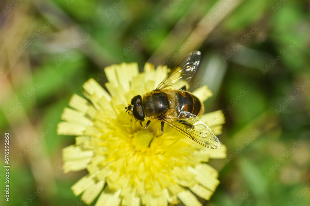 Hoverfly (Chrysotoxum festivum) on yellow flower. Hoverfly close-up, macro shot Hoverfly (Chrysotoxum festivum) on yellow flower. Hoverfly close-up, macro shot