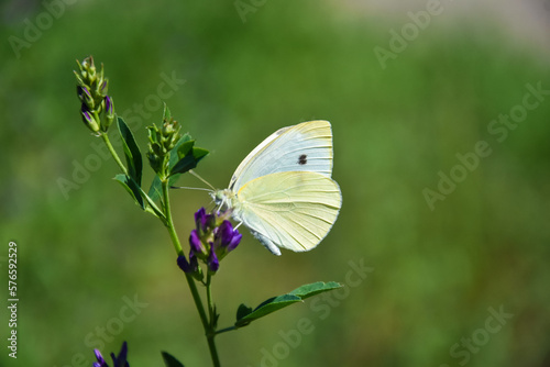 Small White butterfly, Pieris rapae. Close-up of Small White or Cabbage butterfly