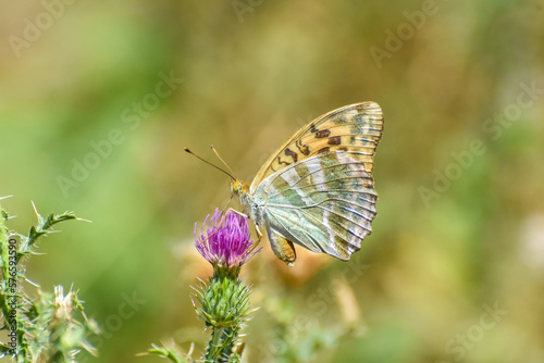Argynnis paphia, Silver Washed Fritillary butterfly . Fritillary Butterfly with a blurred background
