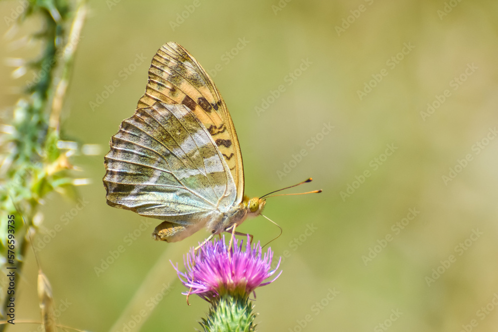 Fototapeta premium Argynnis paphia, Silver Washed Fritillary butterfly . Fritillary Butterfly with a blurred background