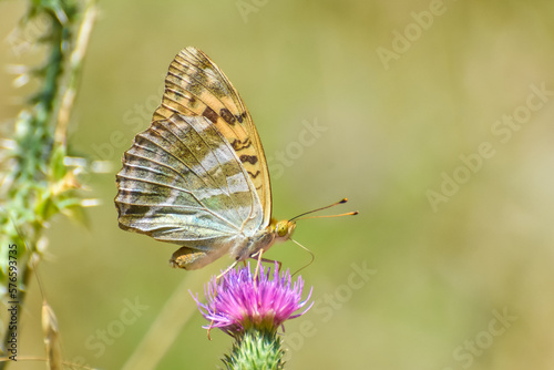 Argynnis paphia, Silver Washed Fritillary butterfly . Fritillary Butterfly with a blurred background