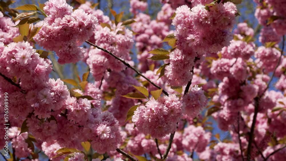 summer nature beauty with pink sakura tree, flower summer nature beauty with pink sakura tree, flower