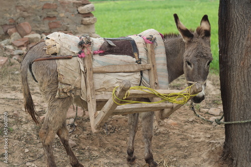 donkey in the field