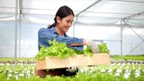 Asian woman farmers carrying box harvesting green oak vegetable and walking in hydroponic greenhouse farm forwarded store to consumers. Agriculture business