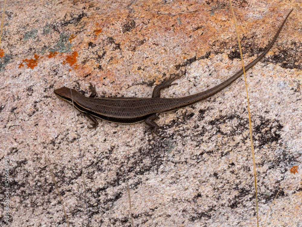 Gravenhorst mabuya, Trachylepis gravenhorstii, basking on a large rock. Andringitra National Park, Madagascar Gravenhorst mabuya, Trachylepis gravenhorstii, basking on a large rock. Andringitra National Park, Madagascar