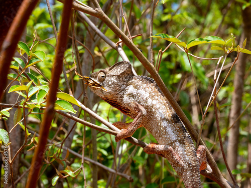 Obraz na płótnie Malagasy giant chameleon, Furcifer oustaleti, sits on a tree and eats locusts. Andringitra National Park, Madagascar w salonie