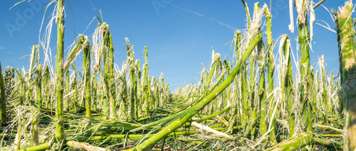 Hail damage and heavy rain destroyed a maize field