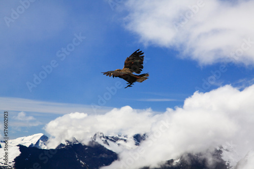 Kea (Nestor notabilis) alpine parrot flying with mountains in background, New Zealand photo