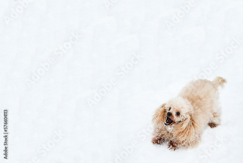 The dog plays in the snow. Red little poodle in attack pose. Cute live toy. Winter.