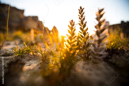 Macro shot of some plants at last light in an Africa plateau.