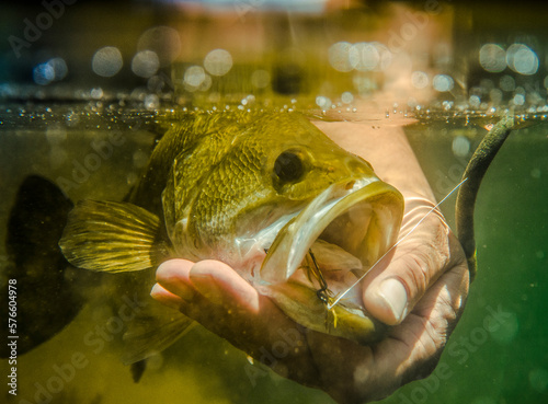 Large mouth release Brazos River