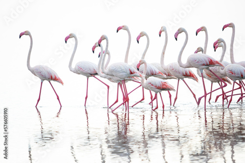 Flamingoes walking in water, Serengeti National Park, Â ShinyangaÂ Region, Tanzania photo