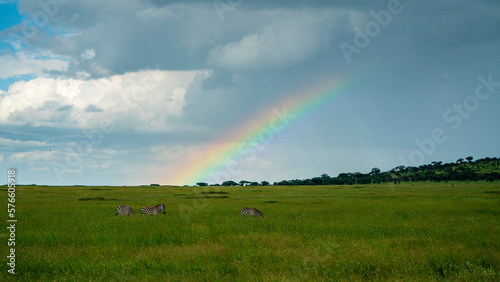 Zebras grazing under rainbow, Serengeti National Park, Ngorongoro District, Tanzania