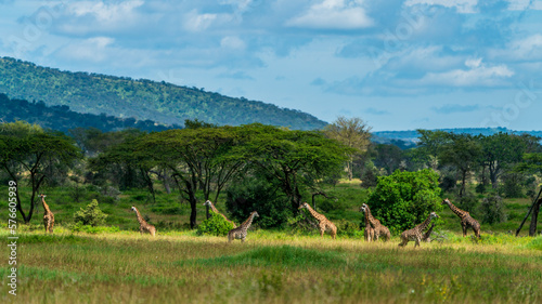 Giraffes in savannah, Serengeti National Park, Â NgorongoroÂ District, Tanzania