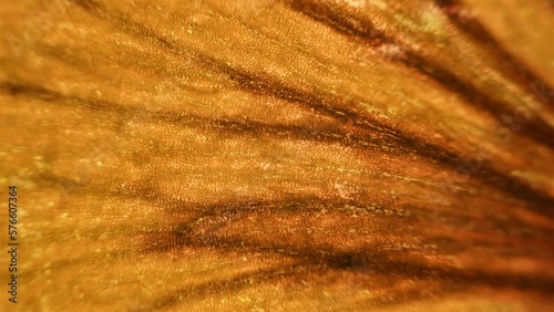 Yellow organic object. Close up view under the microscope. photo