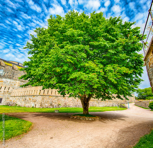 Baum im Burghof Marstrandson in Schweden - Oslofjord -Ostsee photo