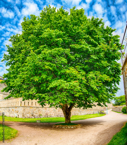 Baum im Burghof Marstrandson in Schweden - Oslofjord -Ostsee photo