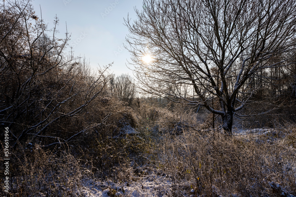 Bare deciduous trees in the forest in winter Bare deciduous trees in the forest in winter