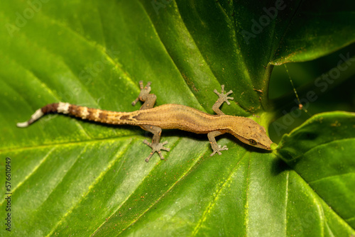 Madagascar clawless gecko (Ebenavia inunguis), endemic small nocturnal species of lizard, Ranomafana National Park, Madagascar wildlife animal photo