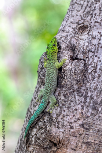 Standing's day gecko (Phelsuma standingi) is an arboreal and diurnal species of lizard in the family Gekkonidae endemic to Madagascar, Zombitse-Vohibasia National Park, Madagascar wildlife animal