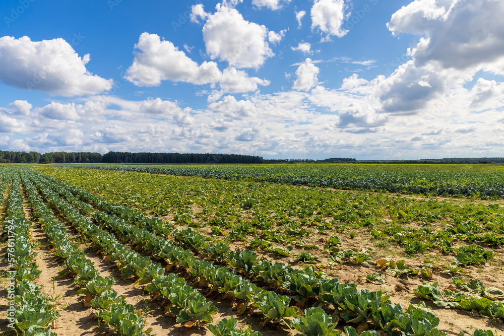 A field with a cabbage harvest in the summer season