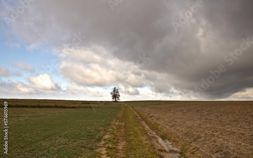 Storm clouds lonely tree in the fields. Dirt road leading through te fields. Countryside landscape, rural panoramic landscape.