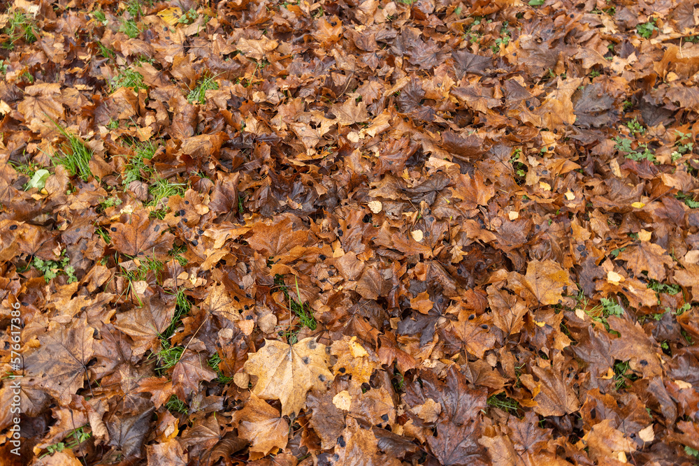 The yellowed foliage of deciduous trees that fell to the ground The yellowed foliage of deciduous trees that fell to the ground