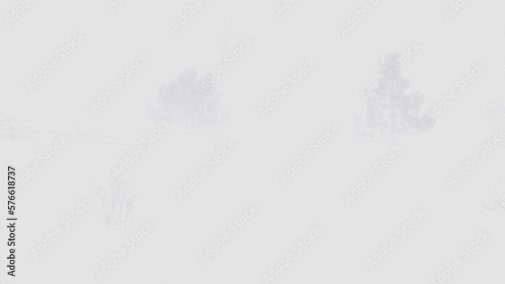 Trees in Distance Through Blizzard in Bozeman Montana Trees in Distance Through Blizzard in Bozeman Montana