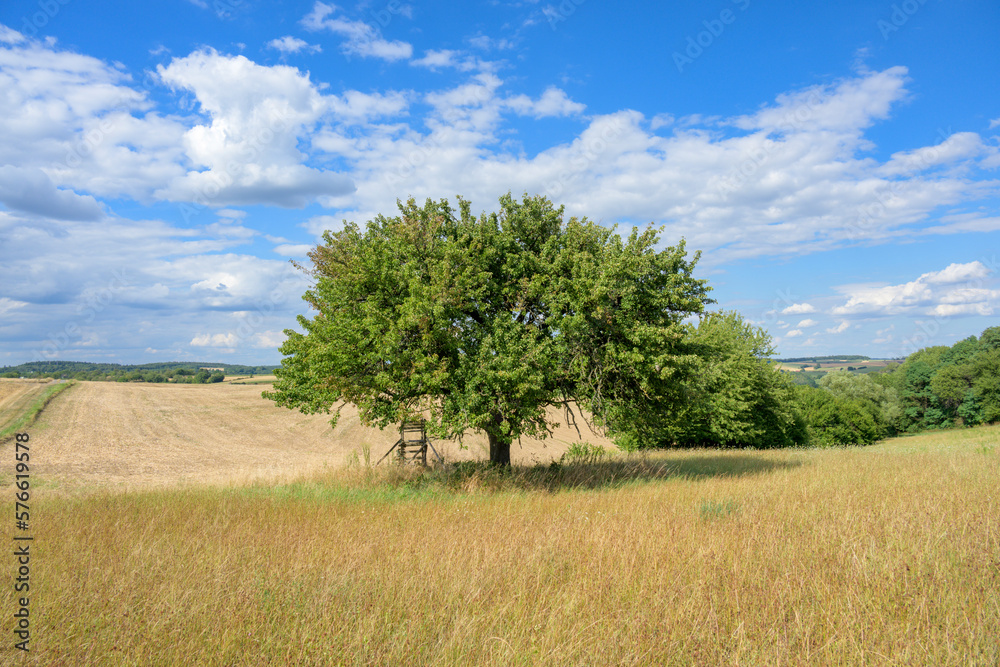 Baum im Sommer. Baum im Sommer.