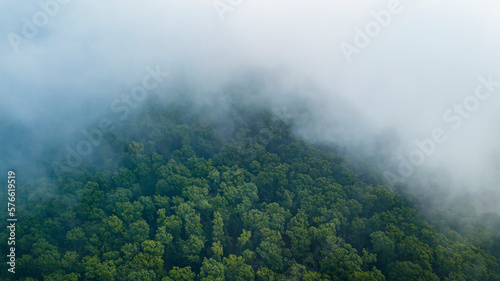 mists over treetops after rain, aerial view