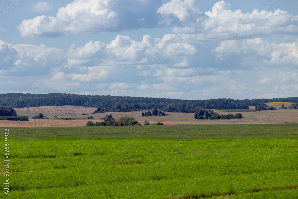 Green grass growing in the field in the summer