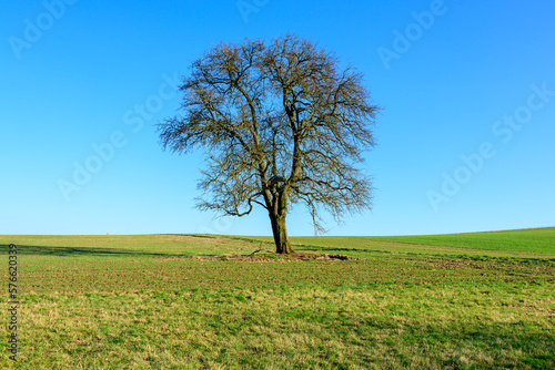 Kahler Baum auf einem Feld.